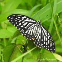 Papilio clytia Linnaeus, 1758